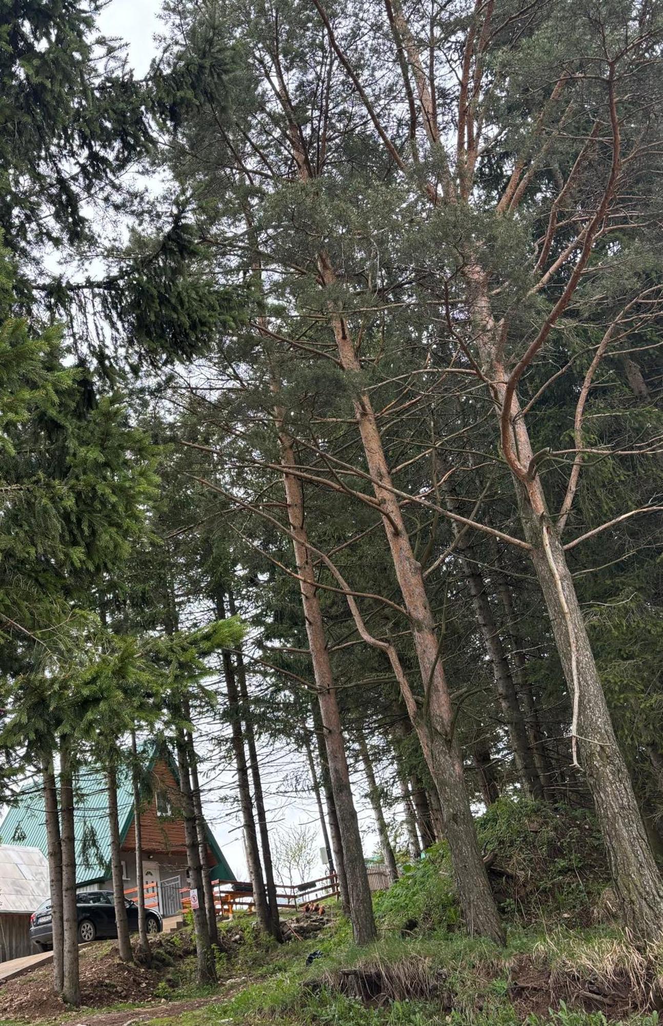 Holiday Home ,,Lazar" Žabljak Eksteriør billede
